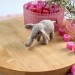 Elephant Air Vent Clip